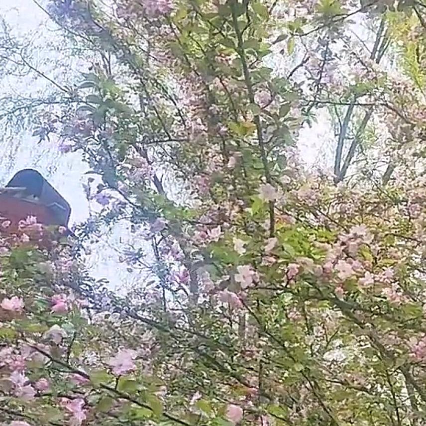 彩虹微笑