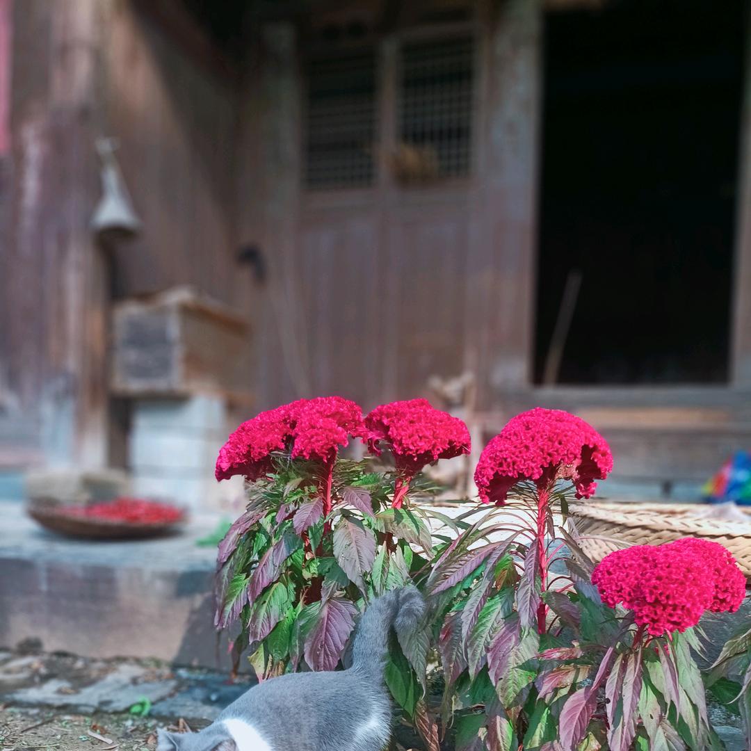 蓝猫79