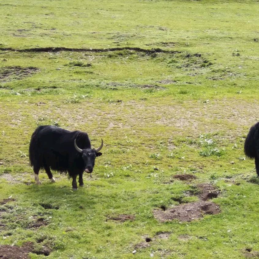 航哥说家庭教育