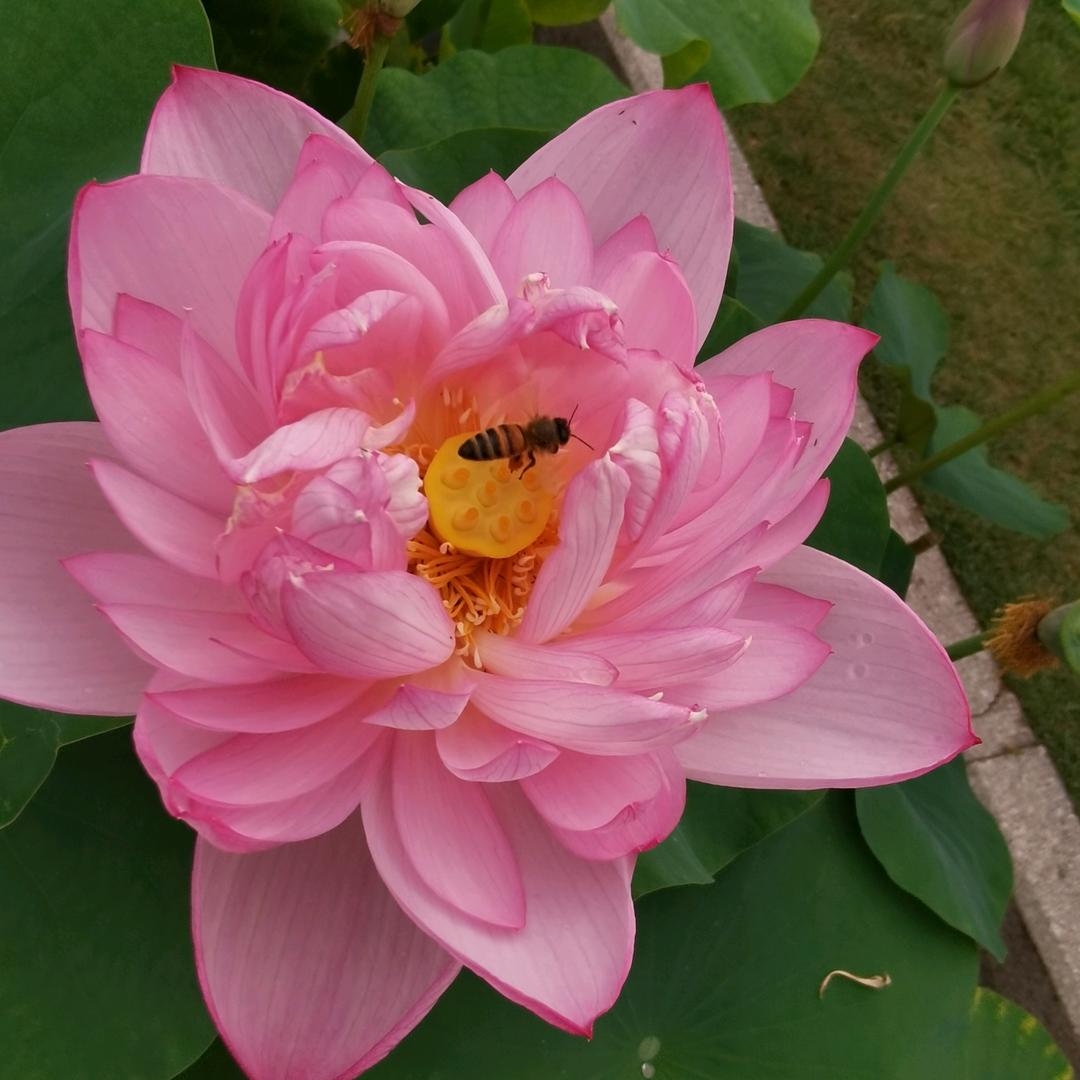 宽心