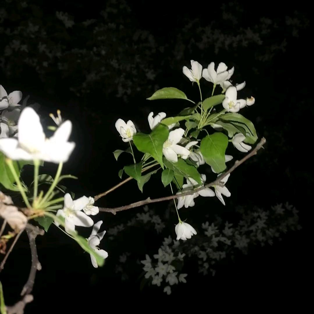 渡尘