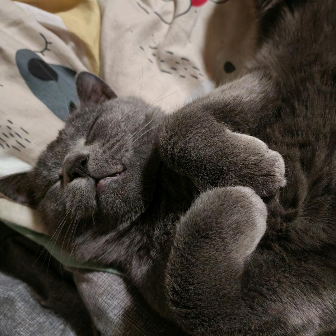 08小懒猫