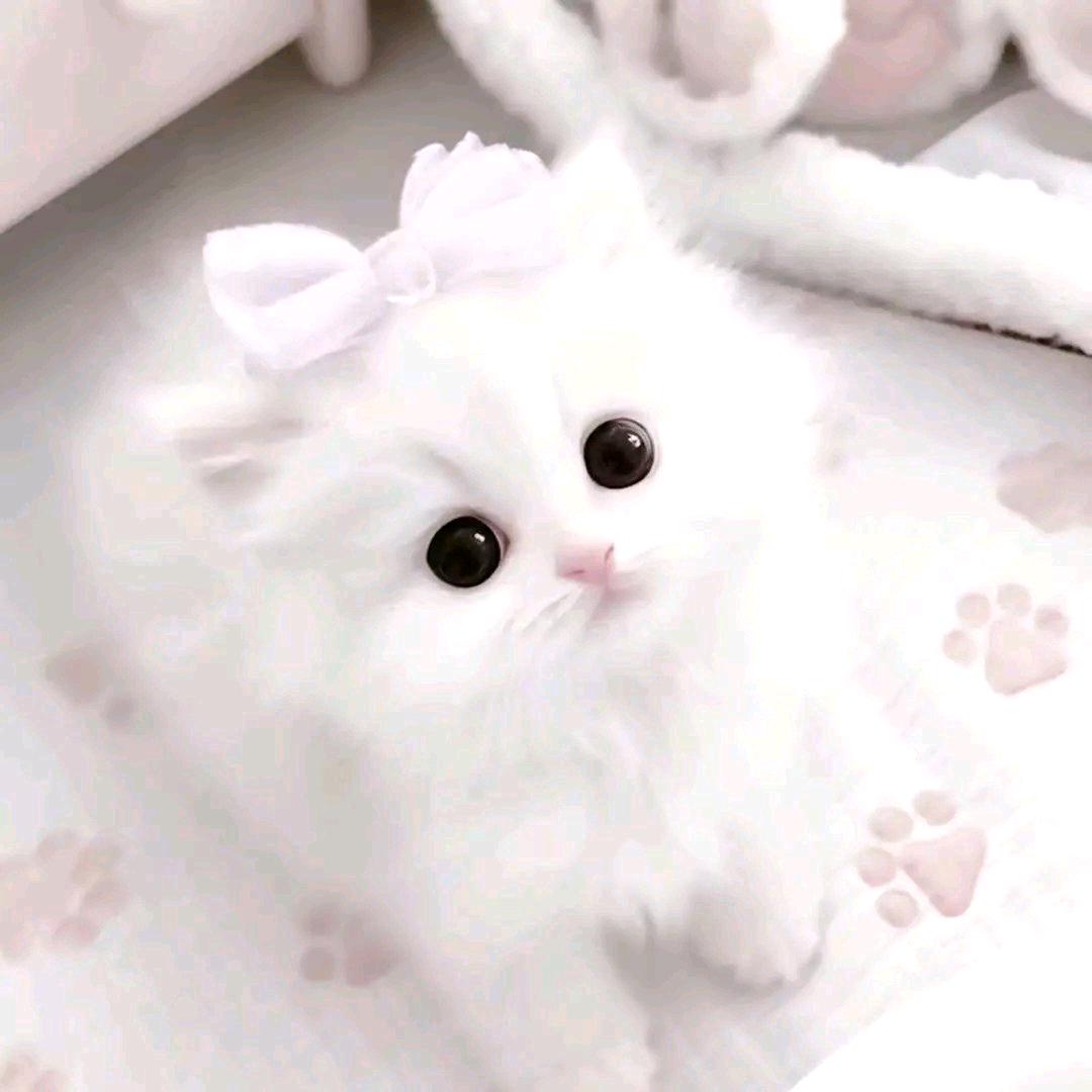 萌界小悸.