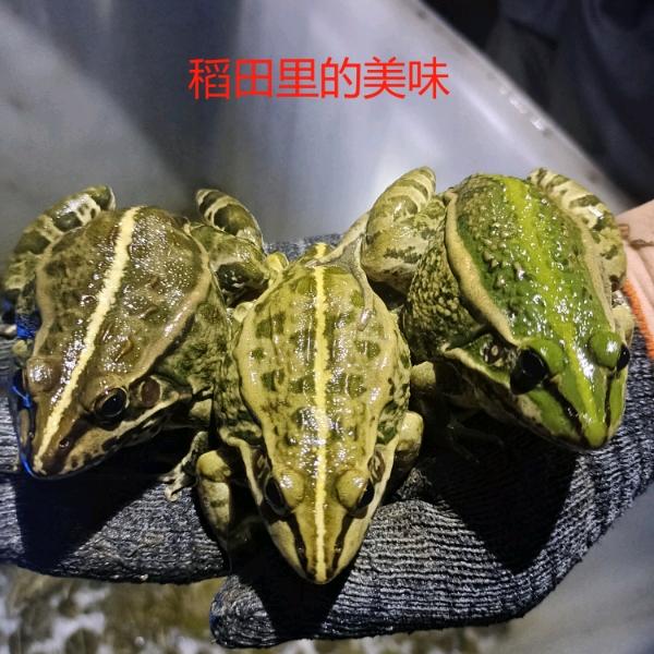 尊嘟假嘟