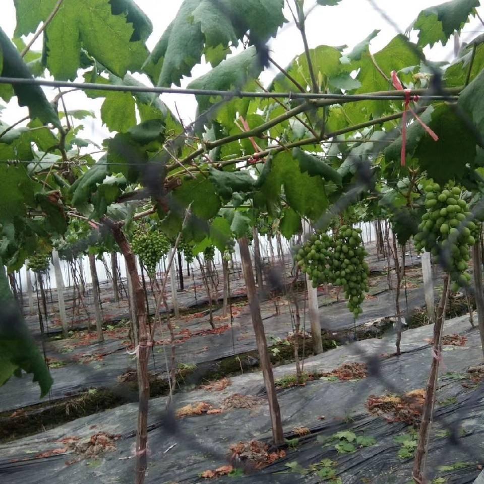大漠苍狼