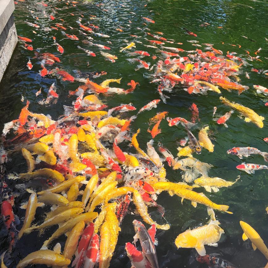 鼎文🇨🇳
