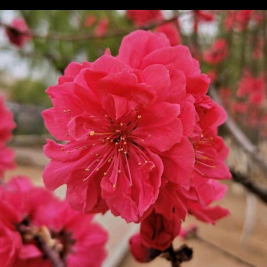 从容《俊祥团队》