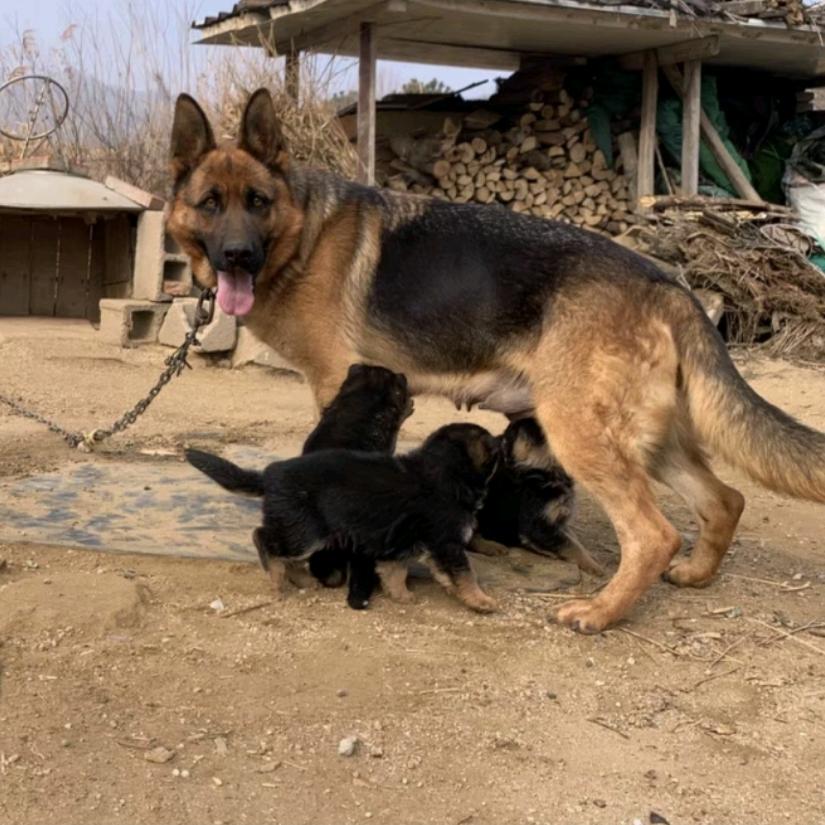 德国牧羊犬繁殖基地（幼犬600一条）