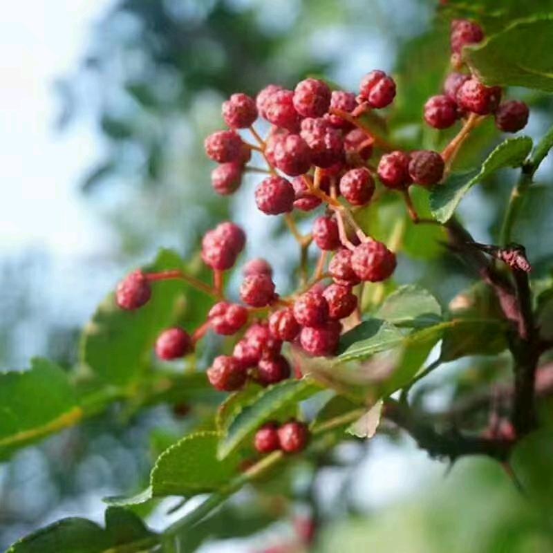 陕西花椒