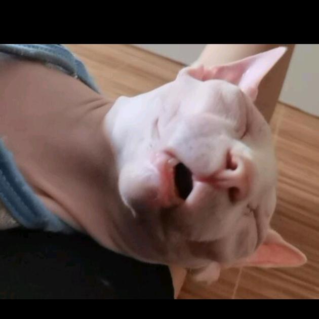 果丹皮猫狗日记