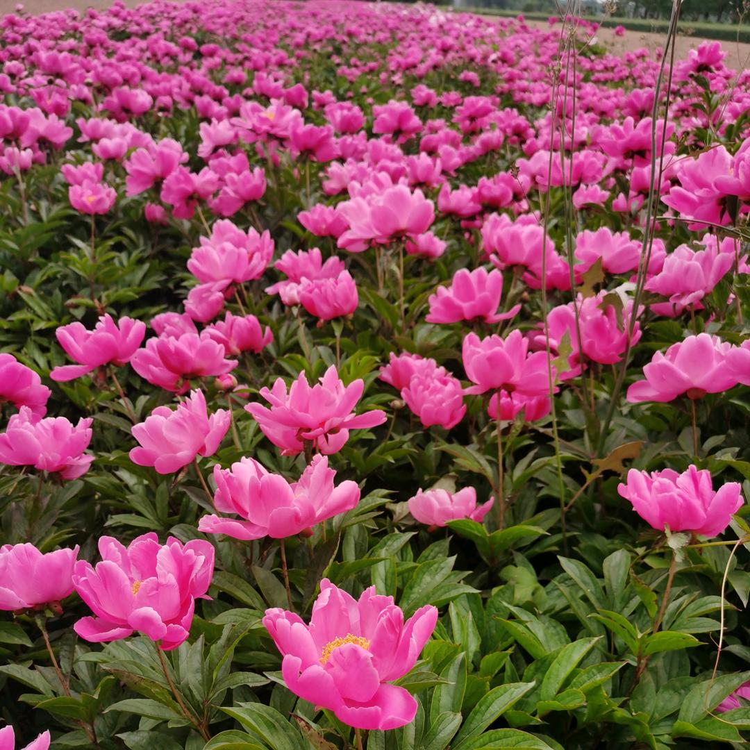 亳州大药农（中药材科学种植）