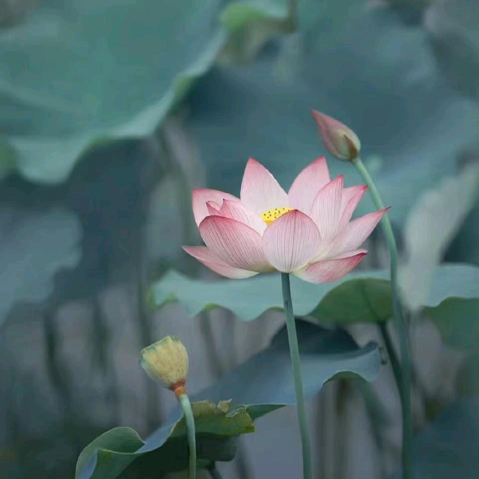 凌霄