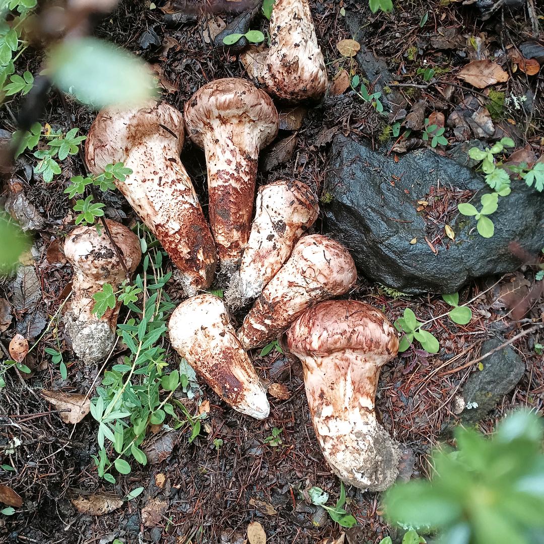 千寻茸💧万寻草