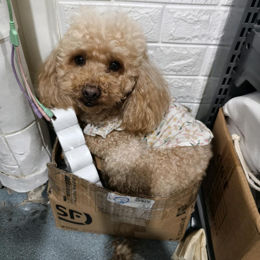 盯盯是个跟屁虫