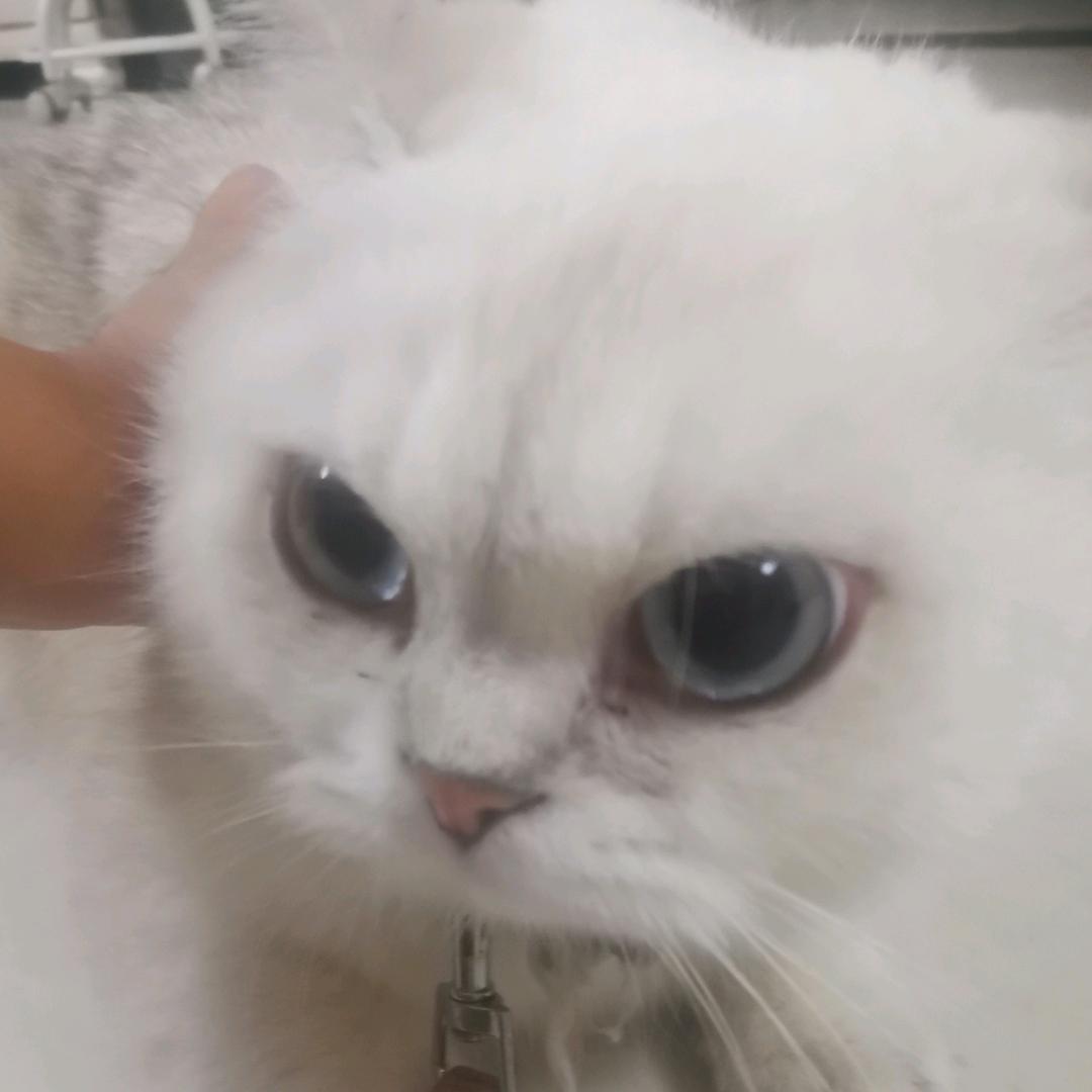 猫meme改写🅥