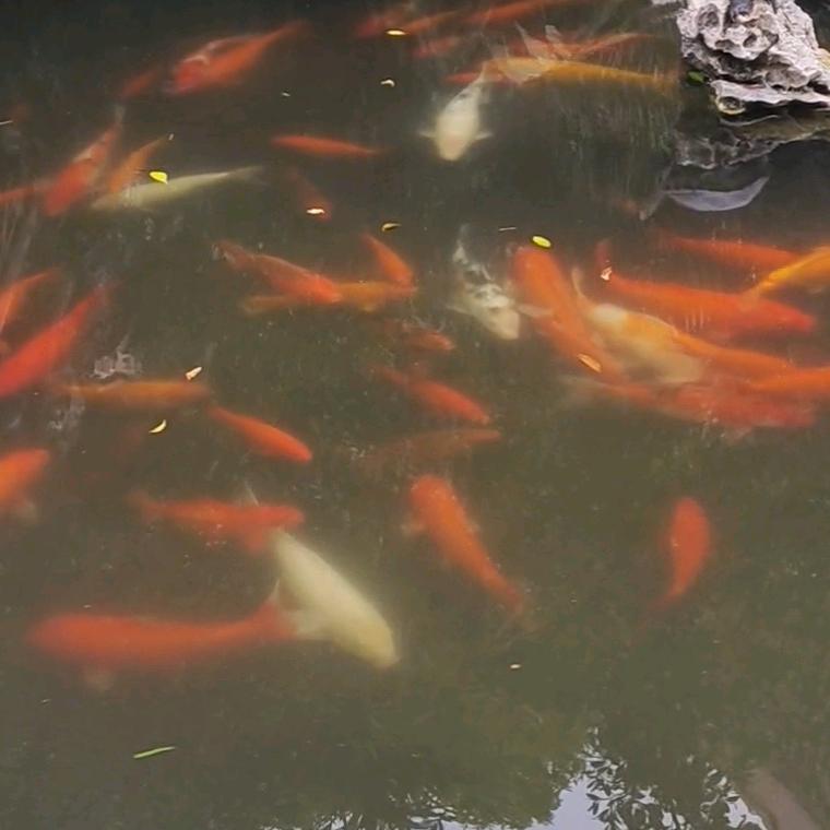丽尧聊生活