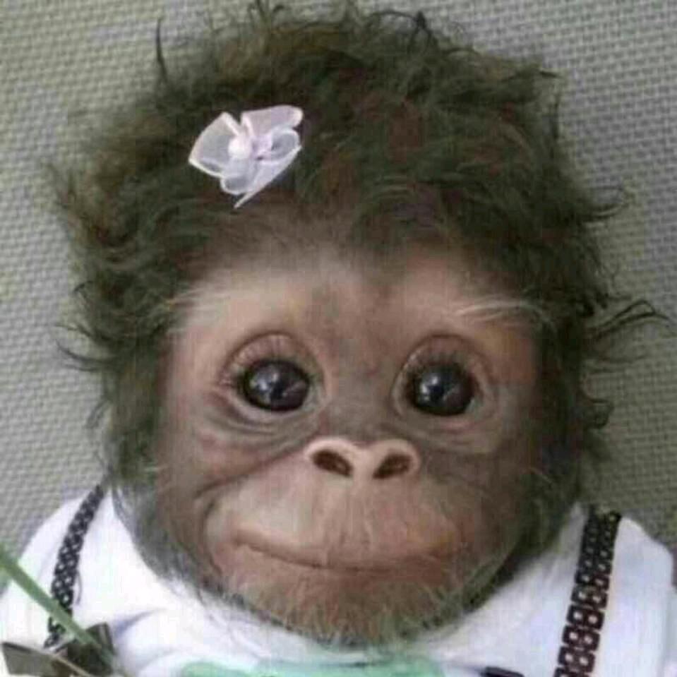 满山的猴子我腚最红