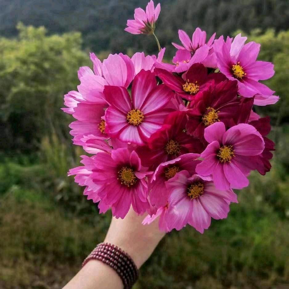 🌸呵🌸