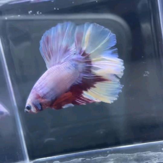 鱼亏亏（小白养鱼版本）