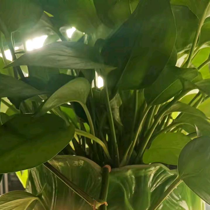 我不想说话