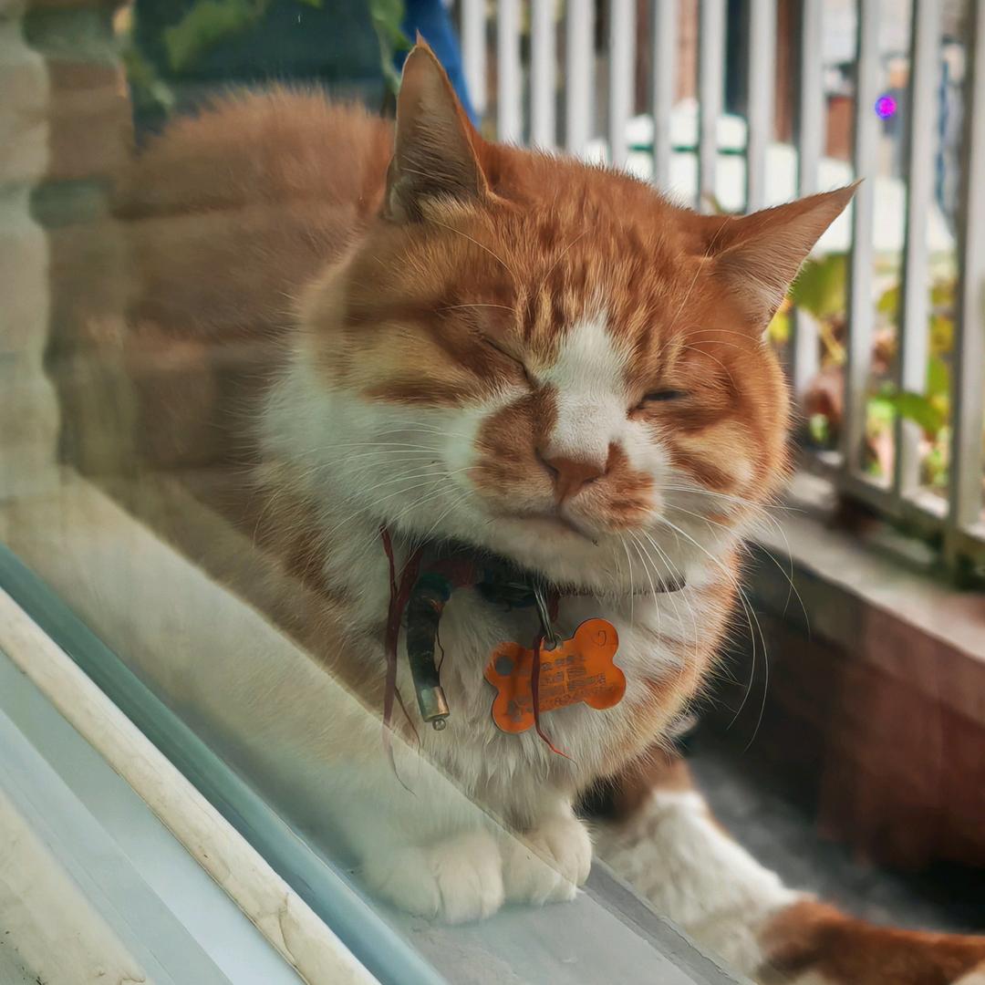 童车回收（蚂蚁搬家）