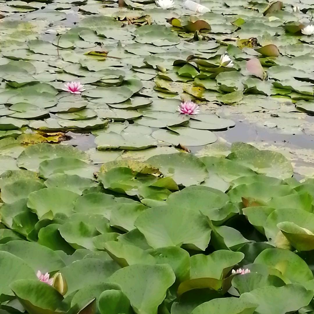 今生有缘遇见你(钟)