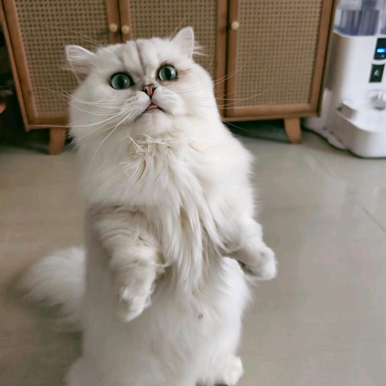 小仓鼠丶