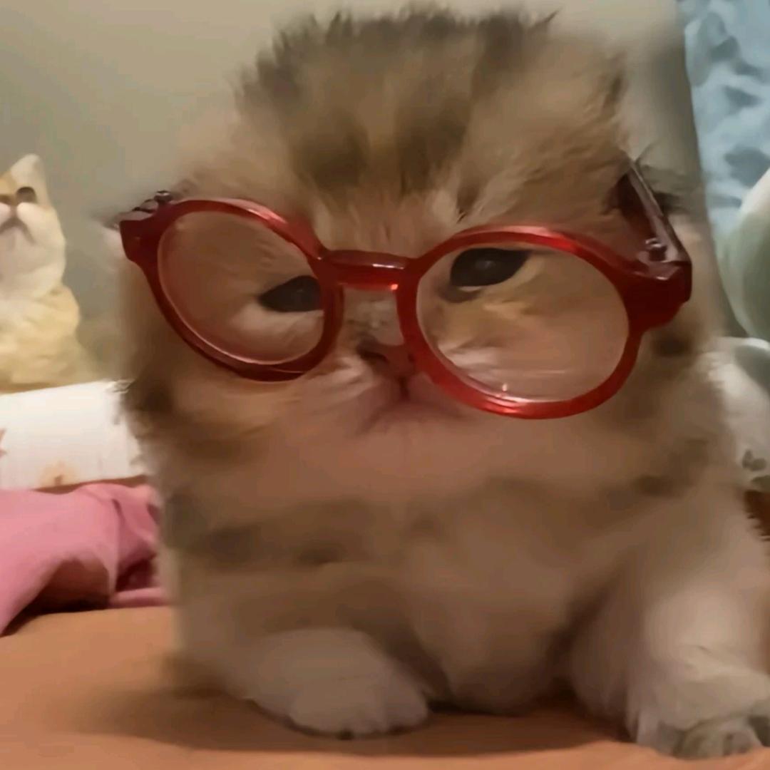 茉莉^