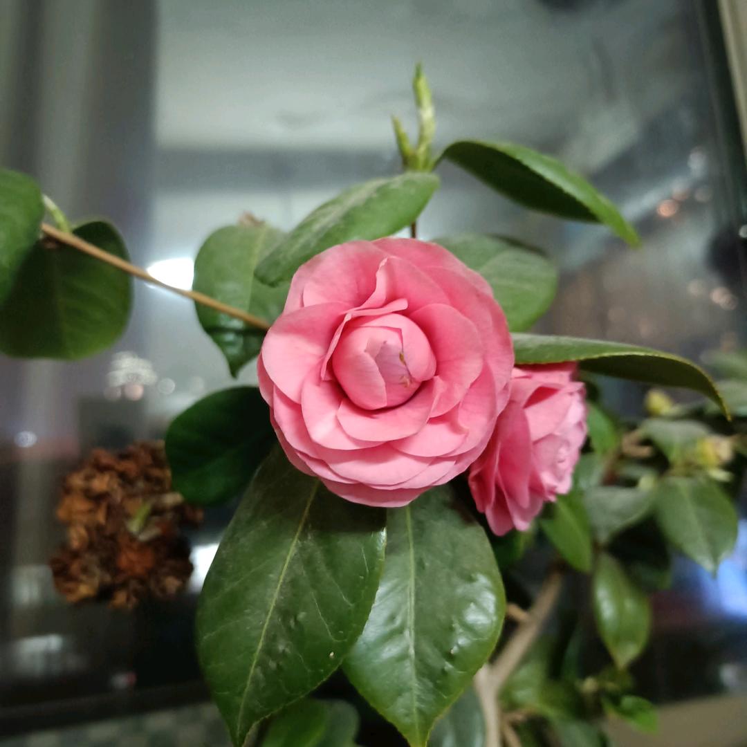 涅槃·司空凡心