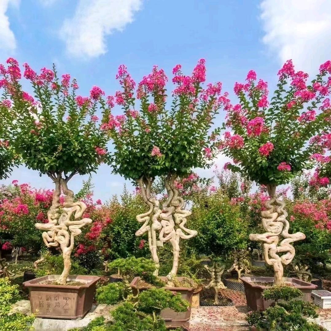 可可花卉园艺