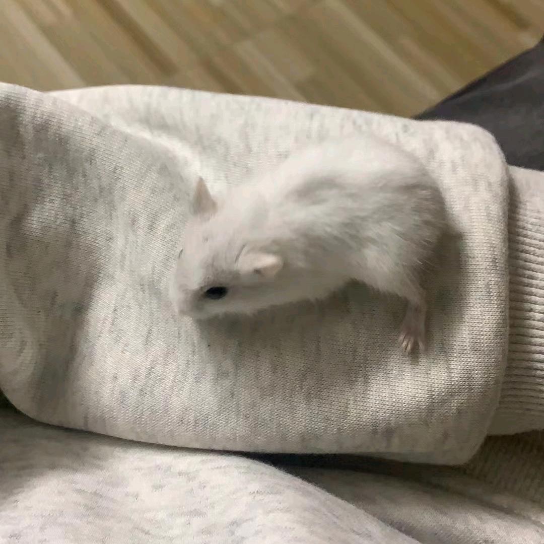 胡椒汤要不要