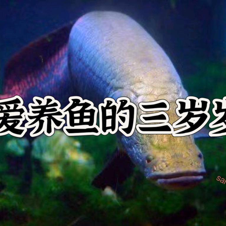 爱养鱼的岁岁（水族产品）