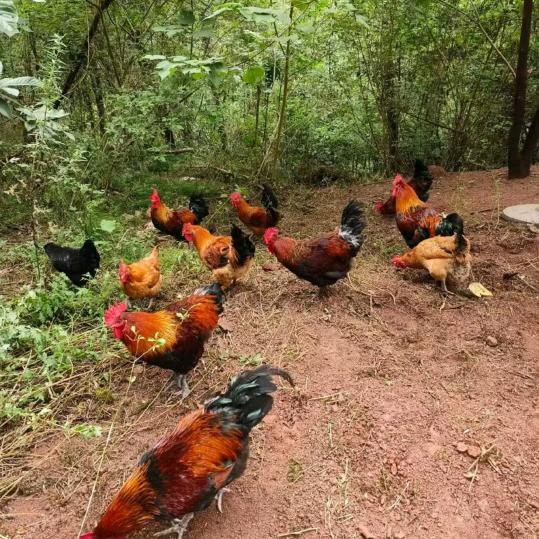 正宗土鸡鸭鹅鱼店