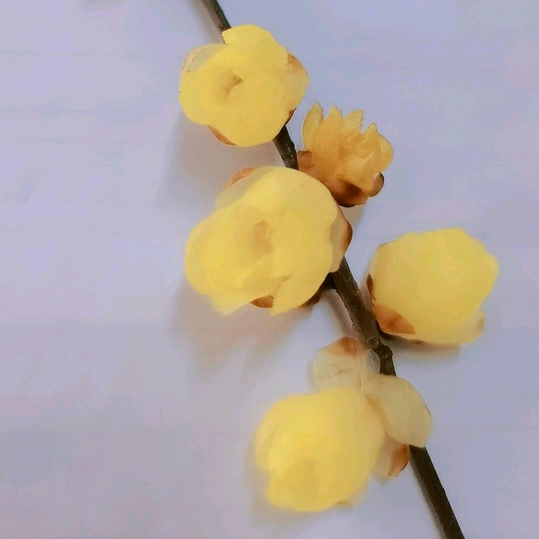 梅子（浩林车行雅迪电动车）