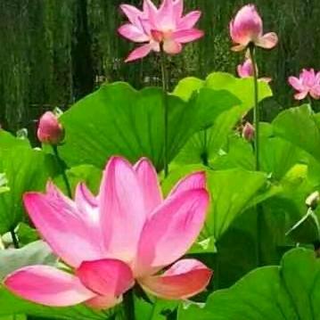 清晨一缕我要上热门阳光。