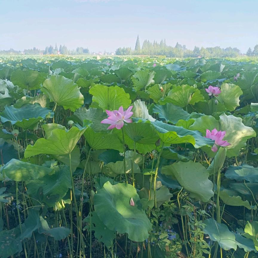 思绮