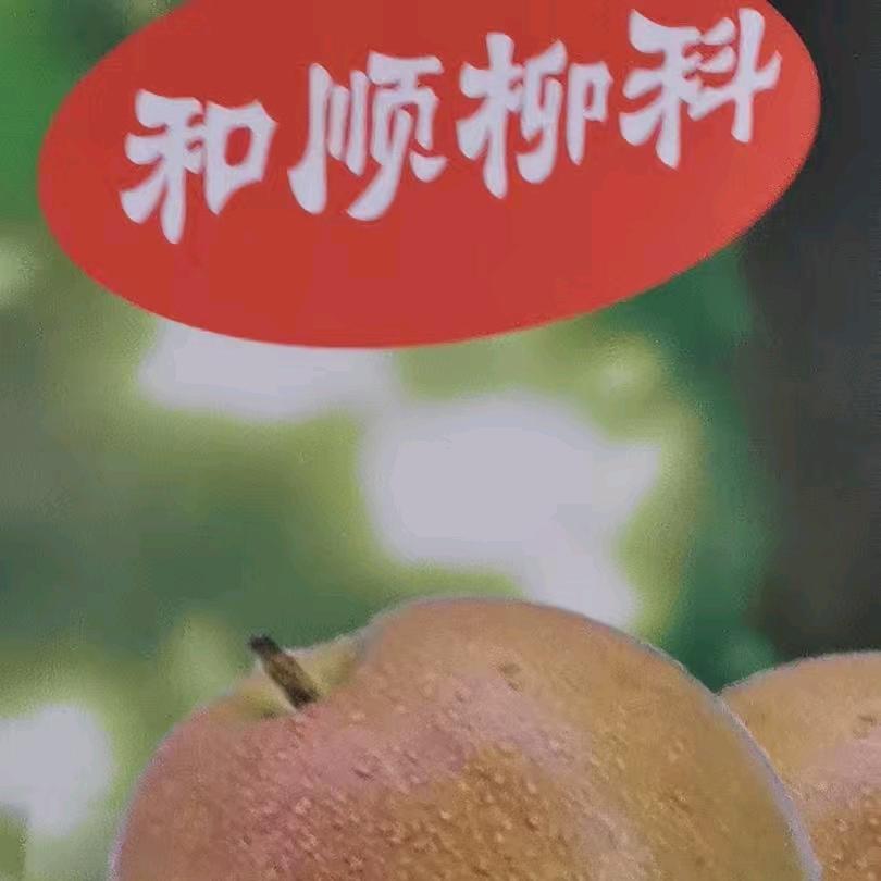 雨润（柳科玉露香梨）