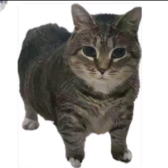蔡虚坤