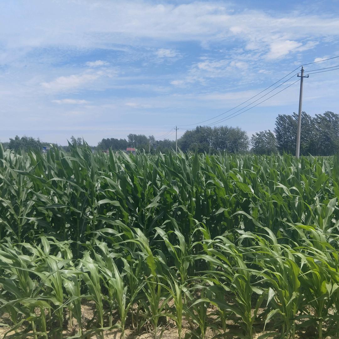 天天有个好心情