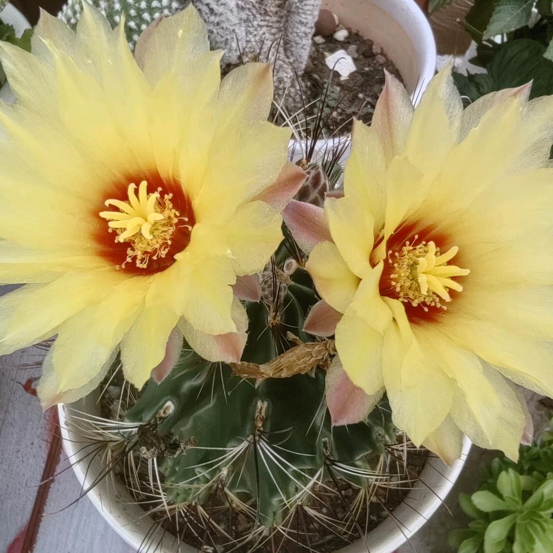 茉莉花开
