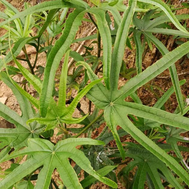 粤北野生山货