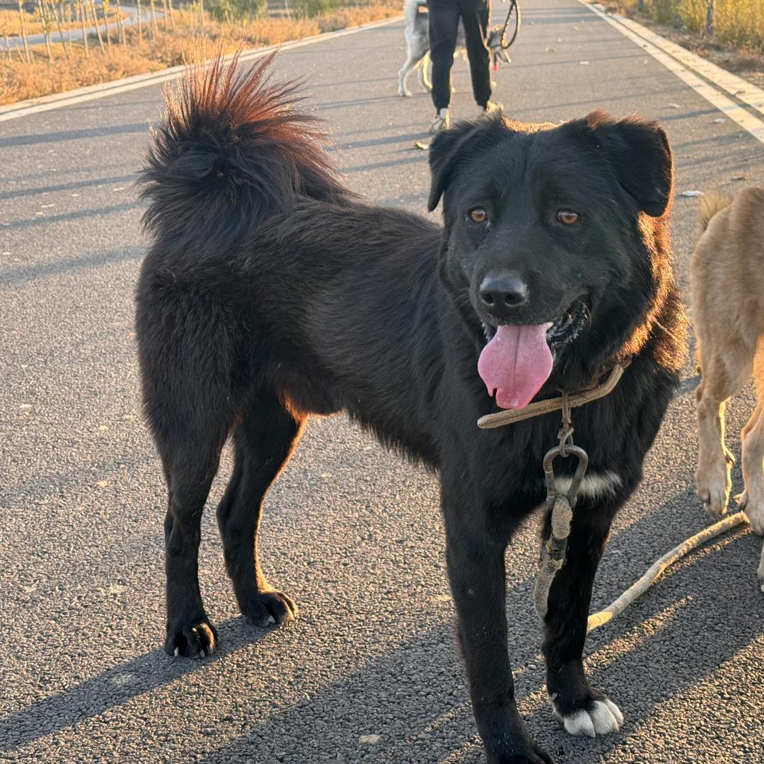 一个臭养狗的🐺