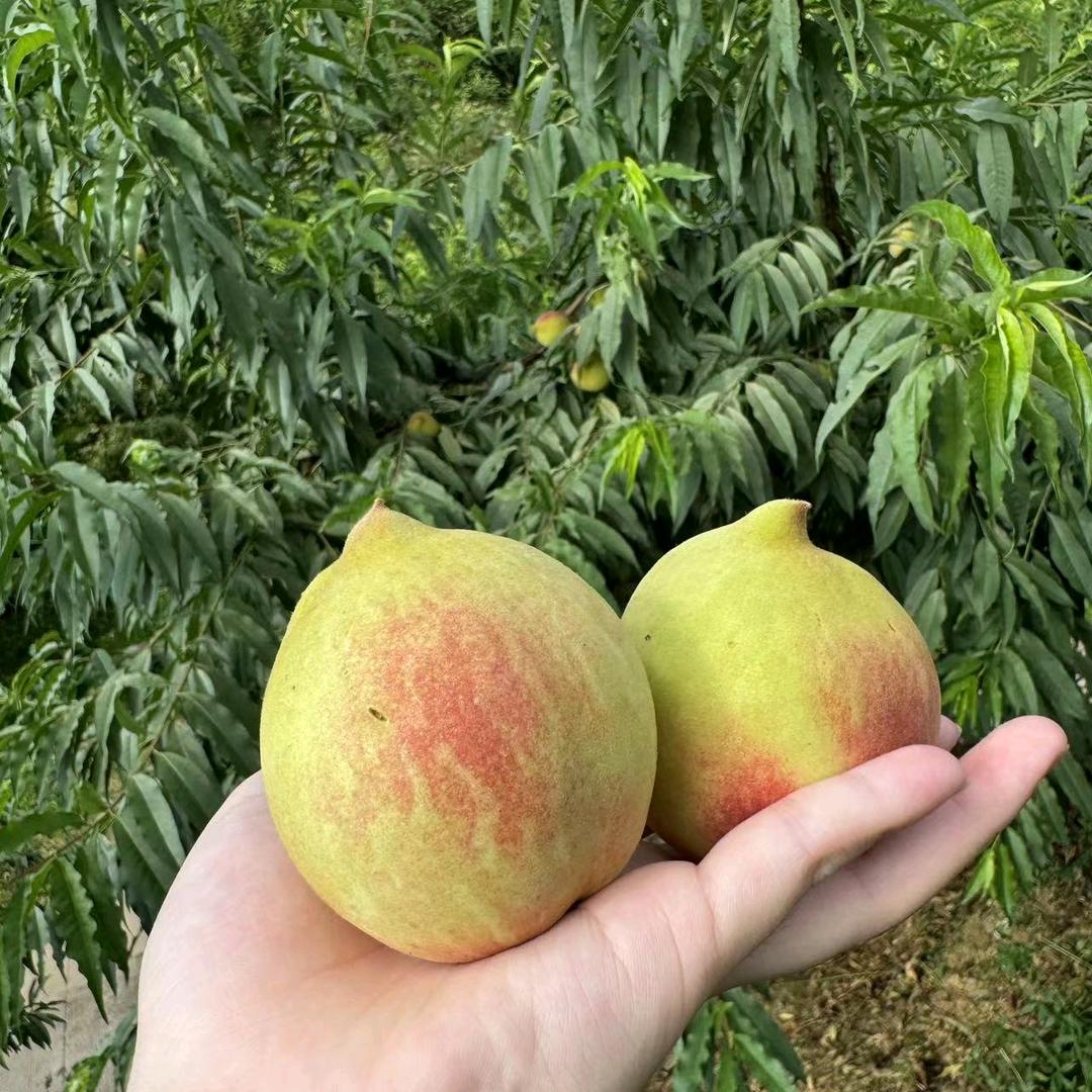 黄杰