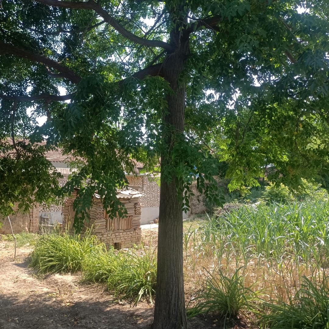 千秋大业一壶茶