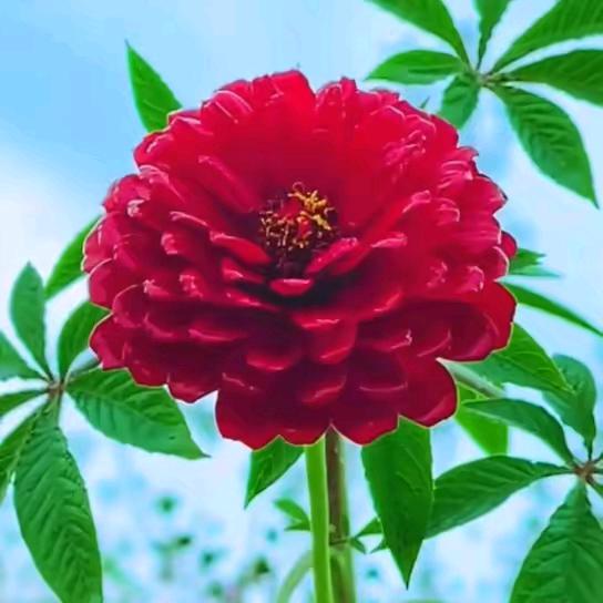 紫气东来