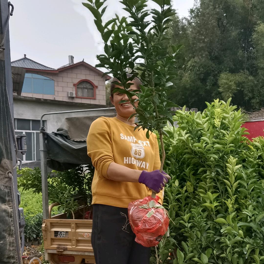 荔浦黄小弟林木优品铺子