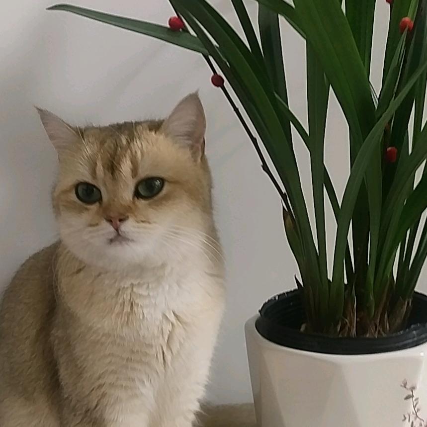 培蕾