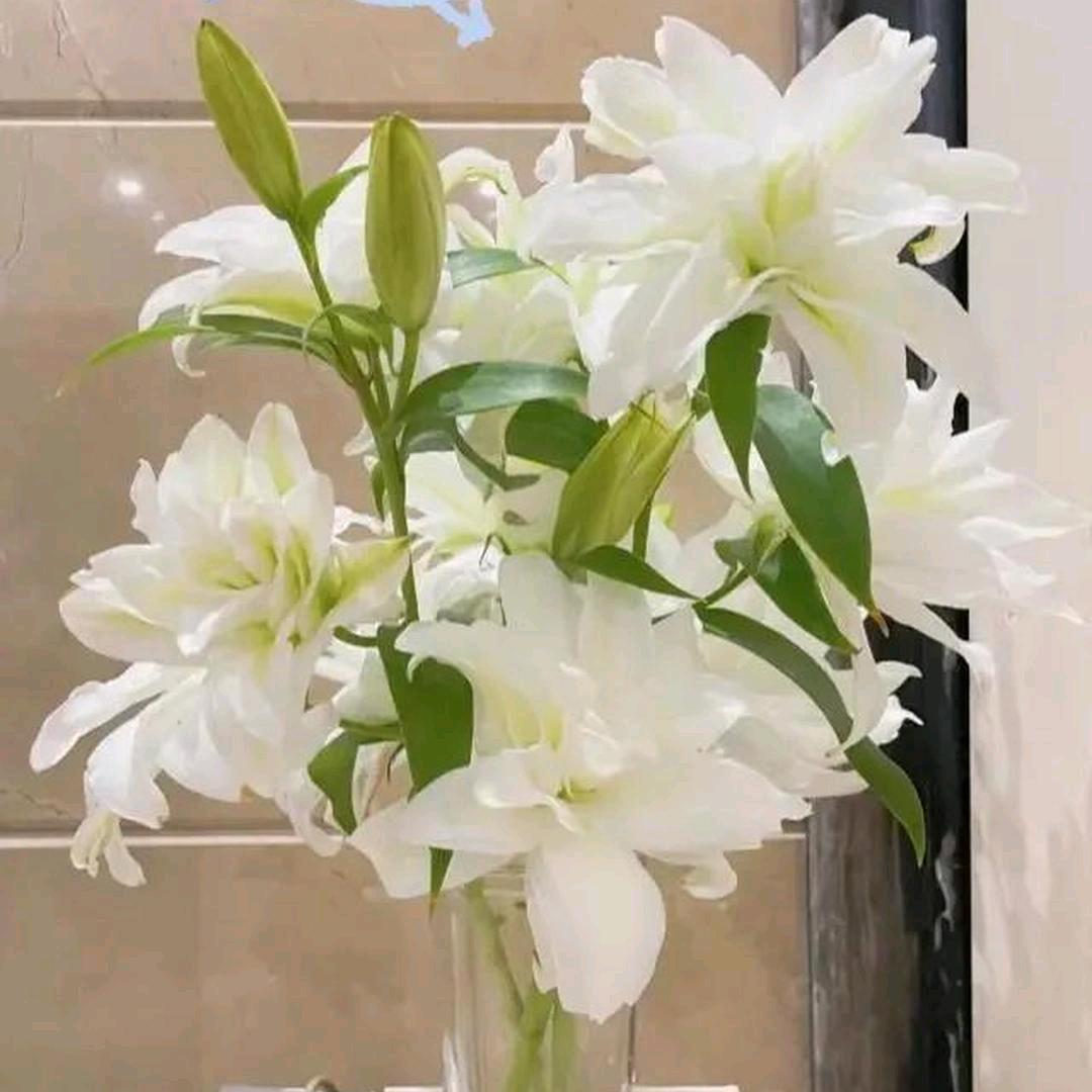 yingying