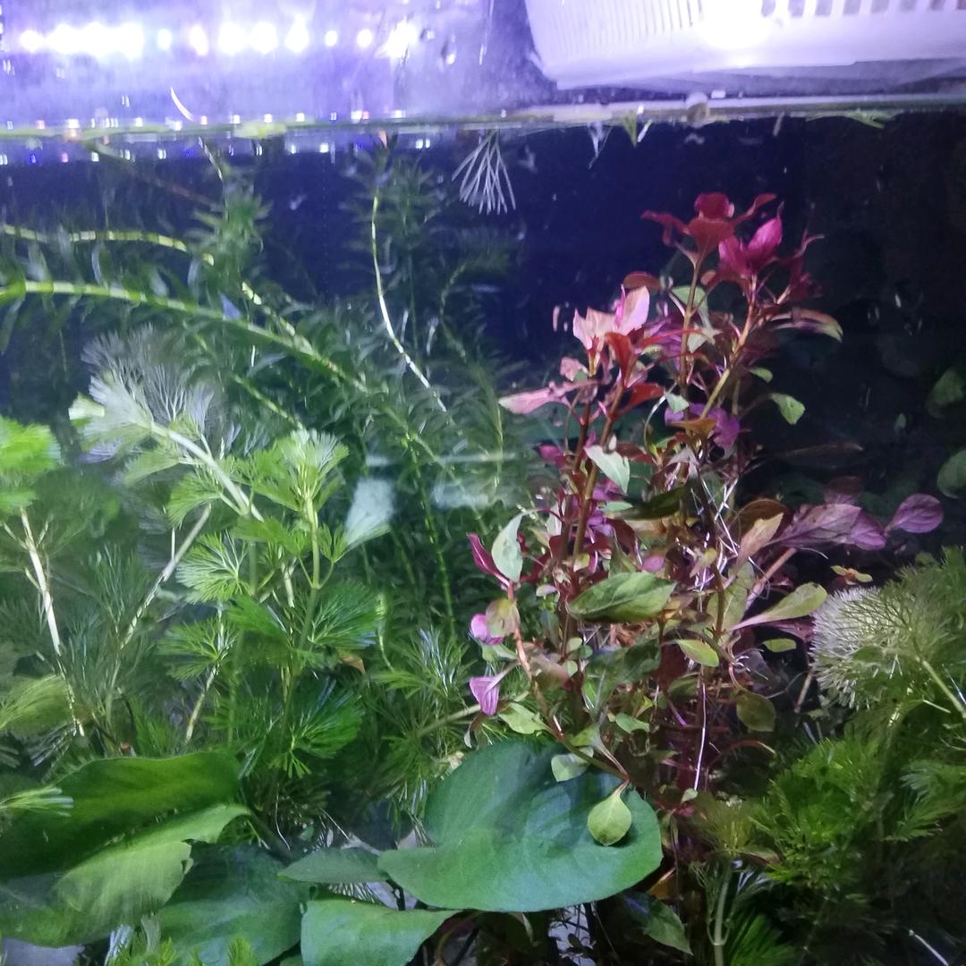 金凤。。。。。