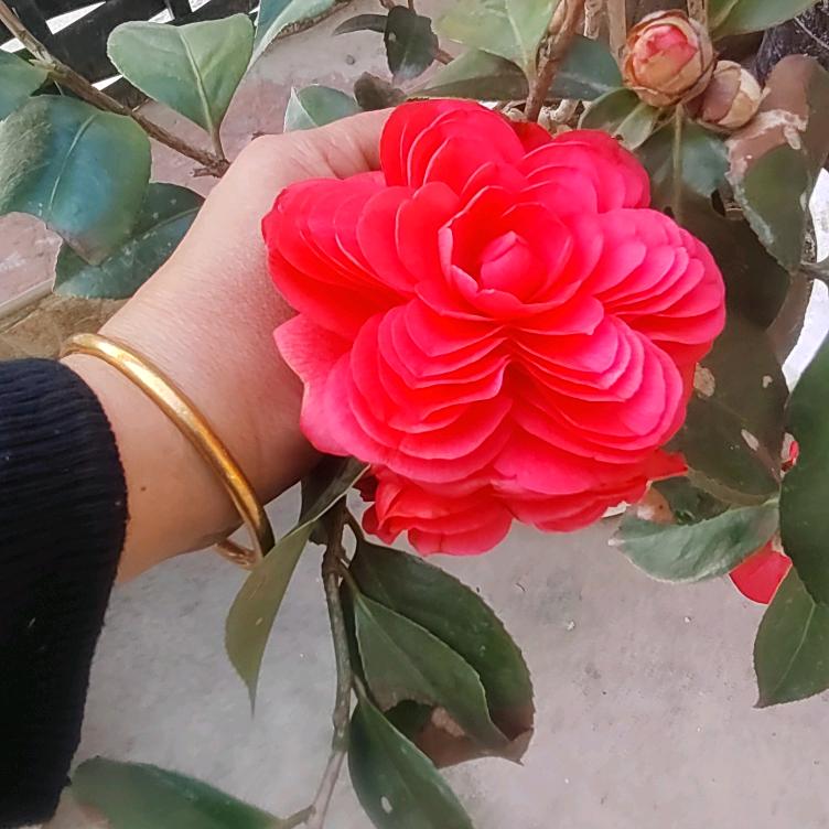 花海岛